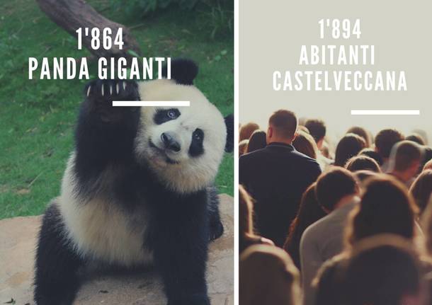 La fauna mondiale e il varesotto