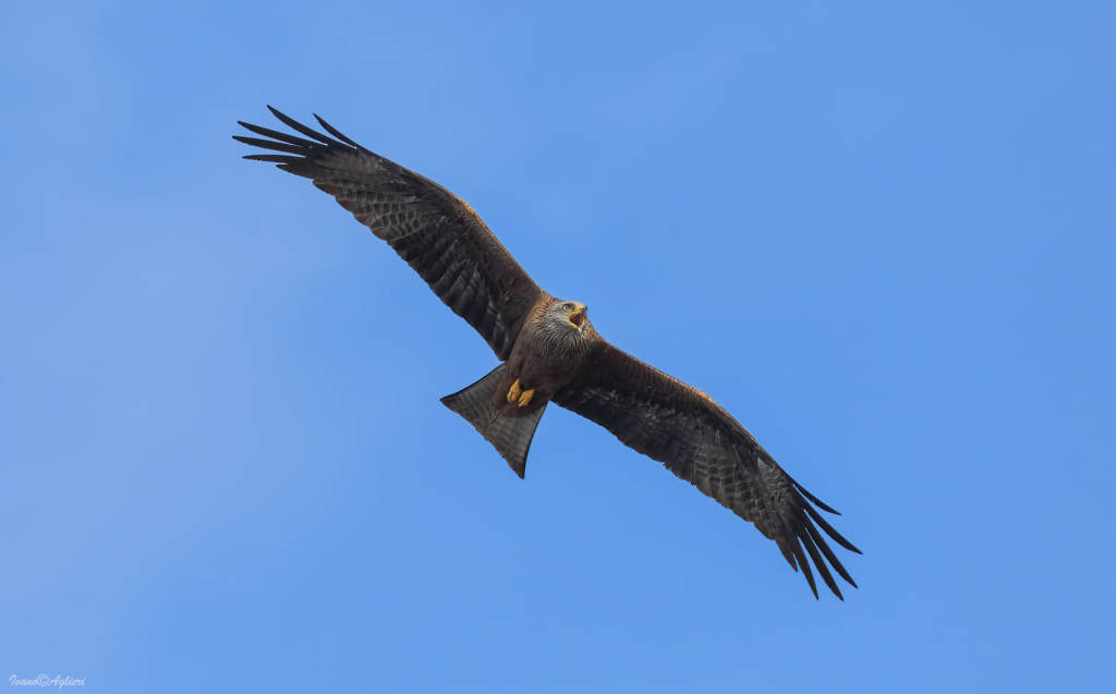 Nibbio bruno (Milvus migrans)