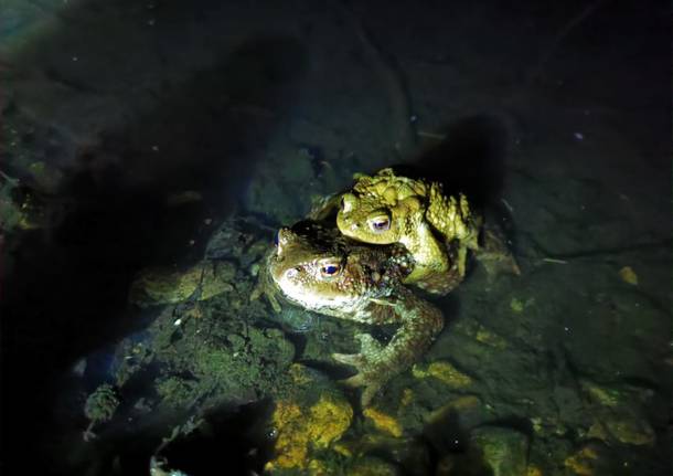 Anfibi in amore fra stragi e salvataggi