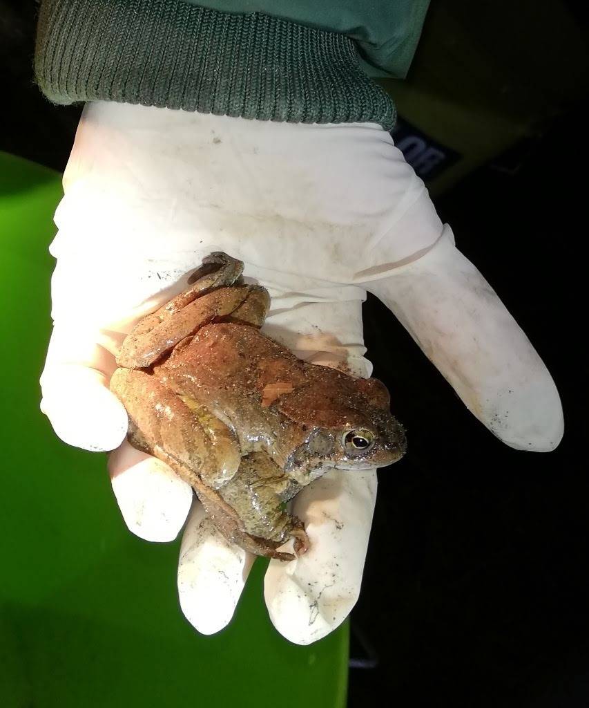 Anfibi in amore fra stragi e salvataggi