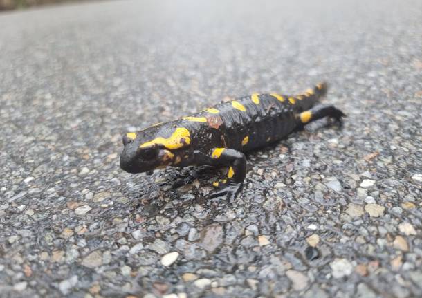 Anfibi in amore fra stragi e salvataggi