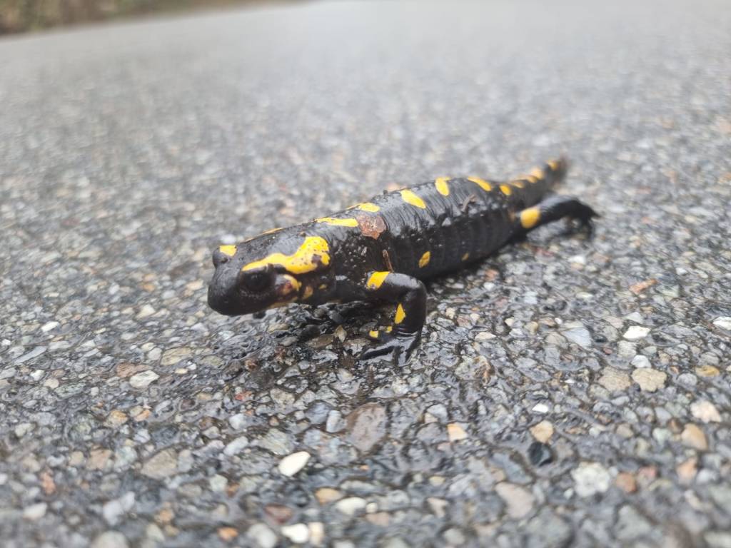 Anfibi in amore fra stragi e salvataggi