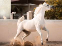 cavalli arabi