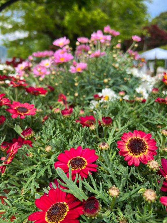 A Ispra in scena Infiorita 2022