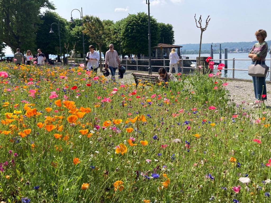 Angera inaugura il prato fiorito in riva al Lago Maggiore 