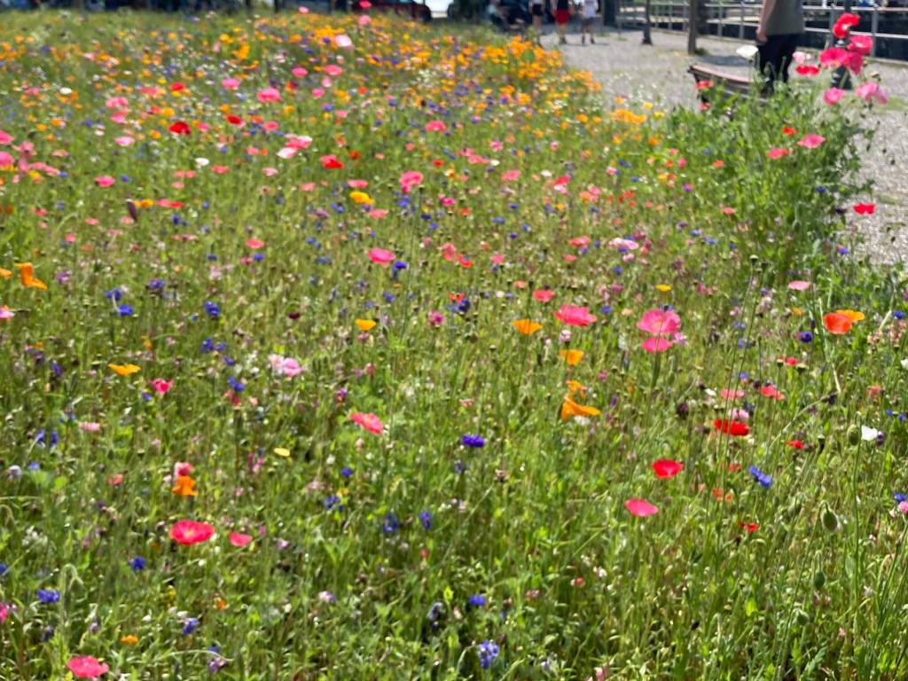 Angera inaugura il prato fiorito in riva al Lago Maggiore 