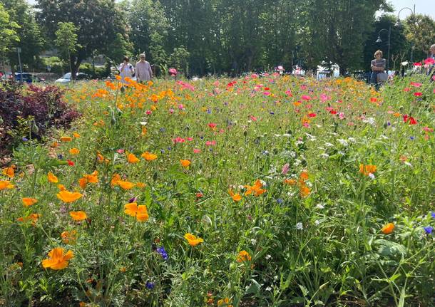 Angera inaugura il prato fiorito in riva al Lago Maggiore