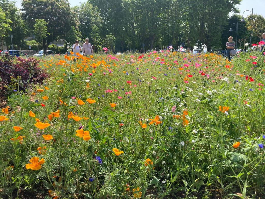 Angera inaugura il prato fiorito in riva al Lago Maggiore 