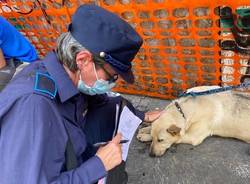 cucciolo cane sequestrato oipa