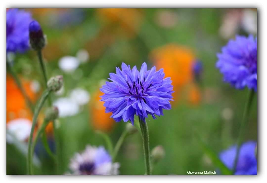 Il giardino fiorito ad Angero 