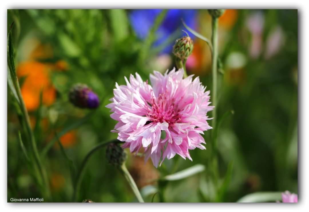 Il giardino fiorito ad Angero 