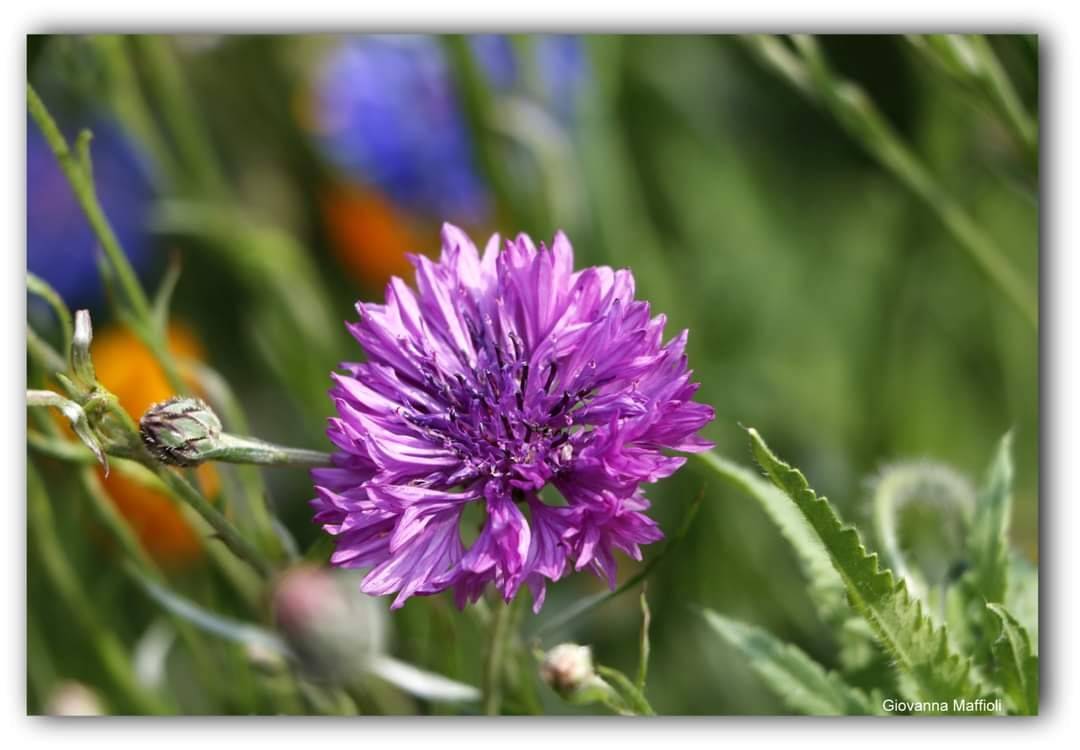Il giardino fiorito ad Angero 