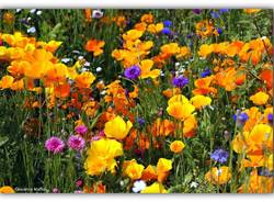 Il giardino fiorito ad Angero 