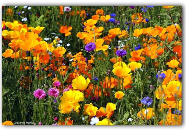 Il giardino fiorito ad Angero 