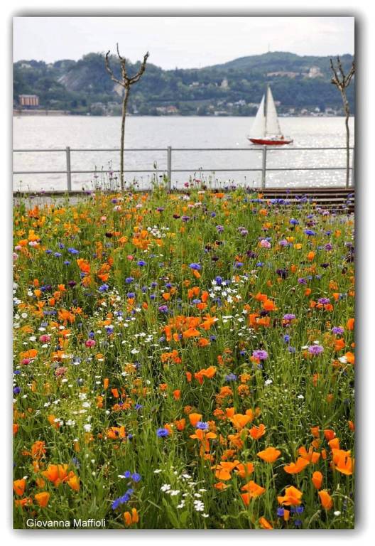 Il giardino fiorito ad Angero 