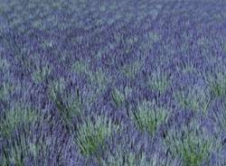 Il racconto della domenica