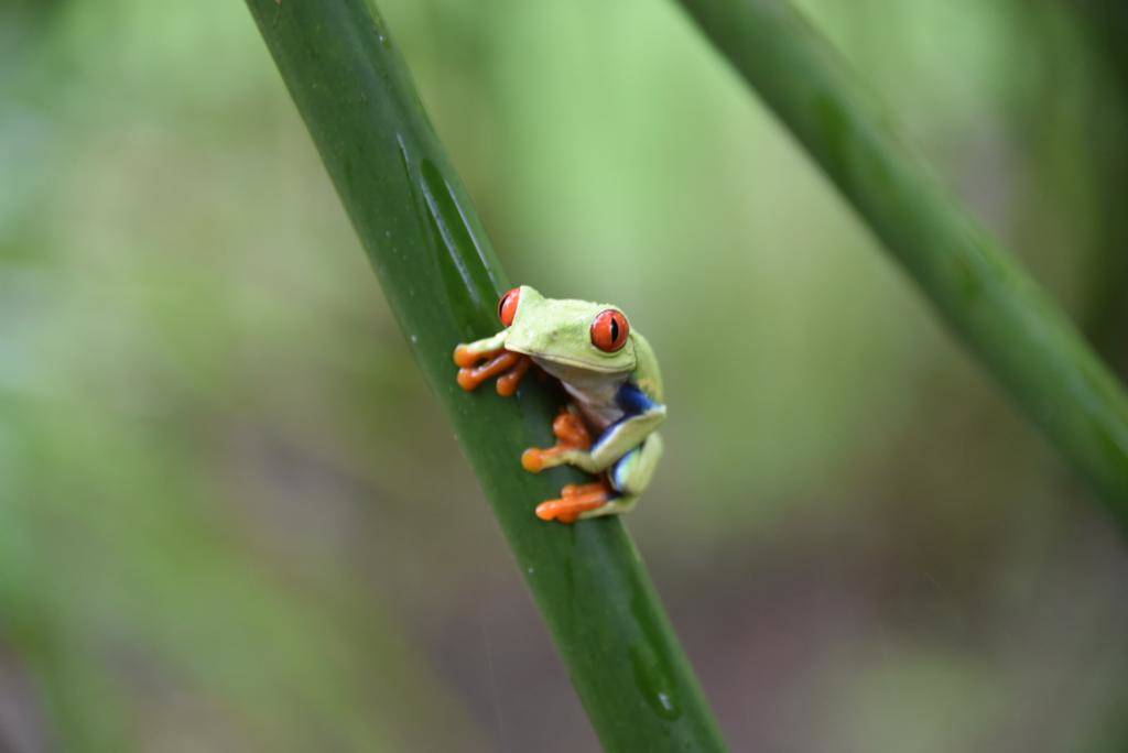 In viaggio col mercante: Costa Rica