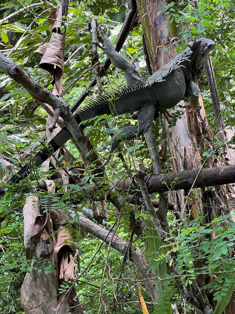 In viaggio col mercante: Costa Rica 