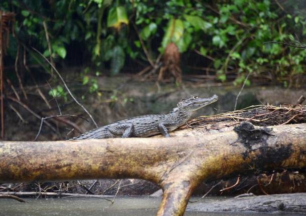 Alle origini del caffé: il viaggio in Costa Rica