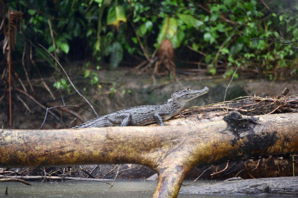 In viaggio col mercante: Costa Rica 