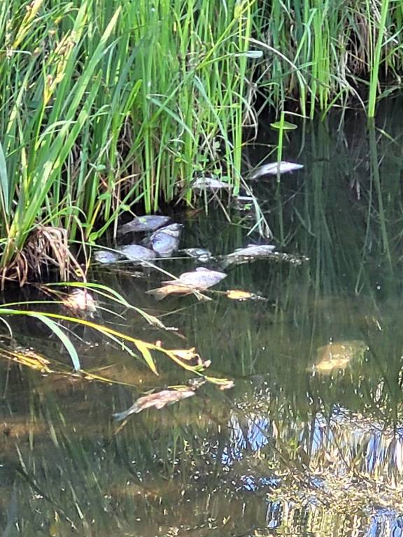 La strage dei pesci nel Lago di Comabbio