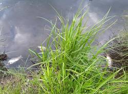 La strage dei pesci nel Lago di Comabbio