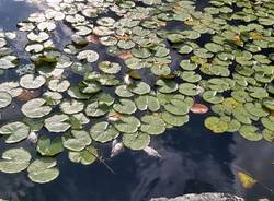 La strage dei pesci nel Lago di Comabbio