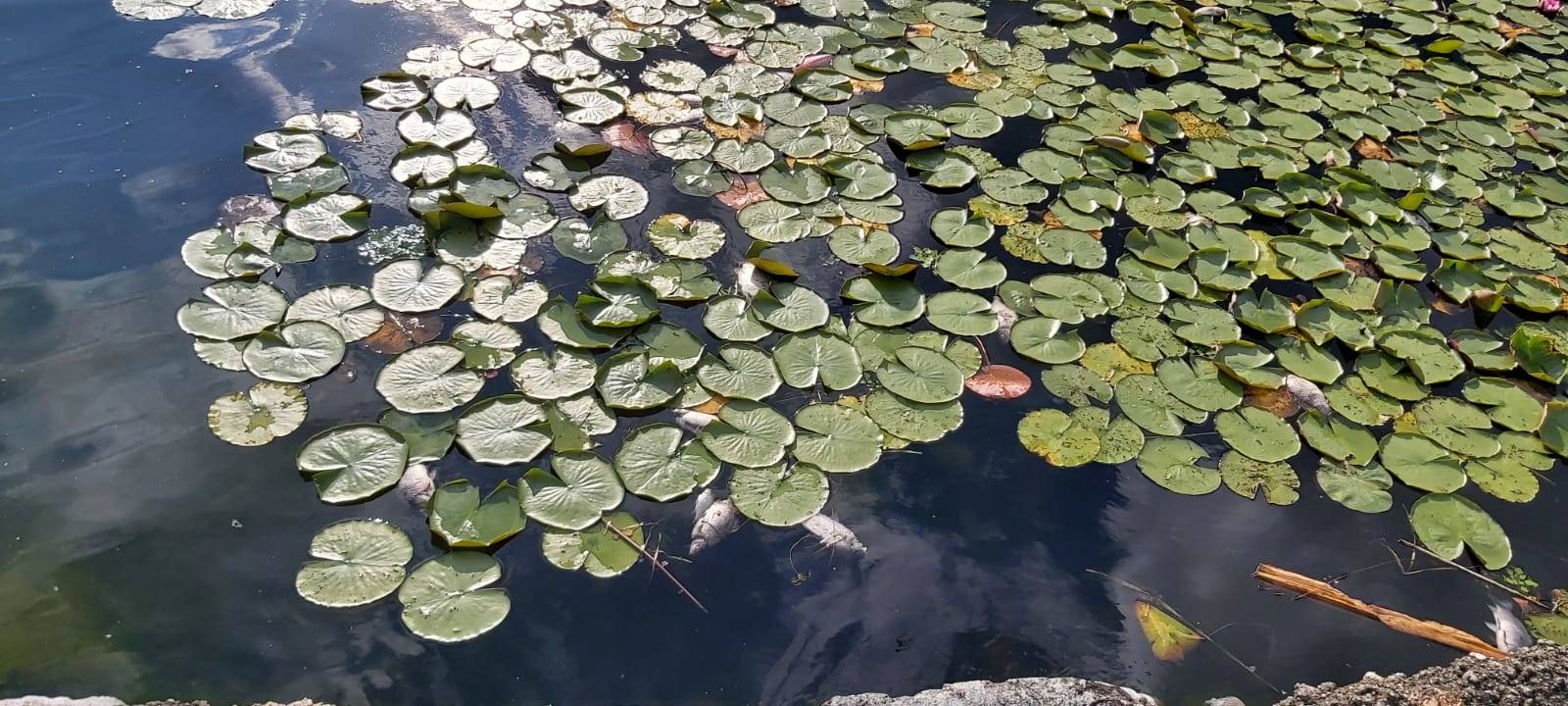 La strage dei pesci nel Lago di Comabbio