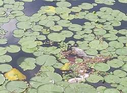 La strage dei pesci nel Lago di Comabbio