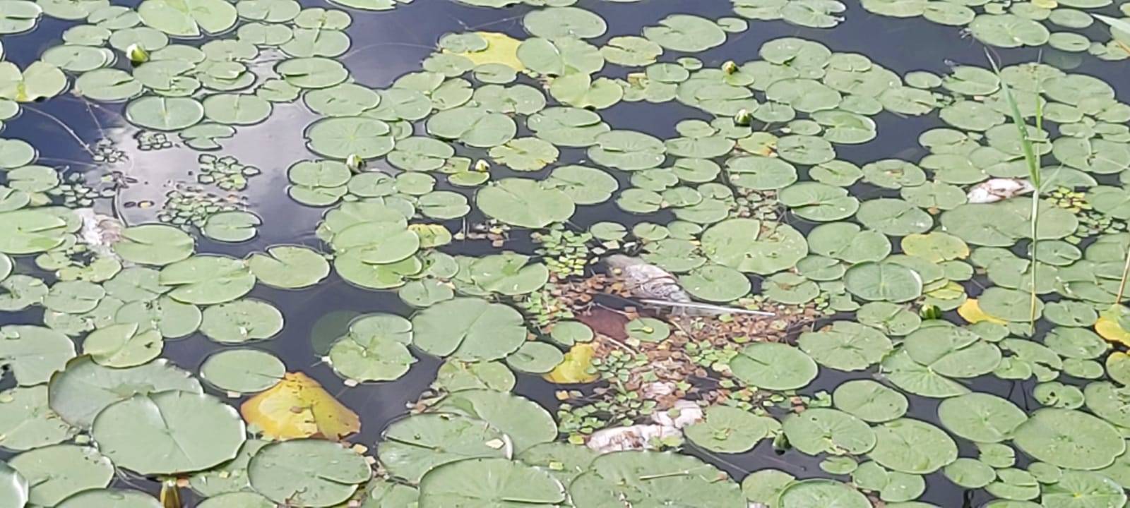 La strage dei pesci nel Lago di Comabbio