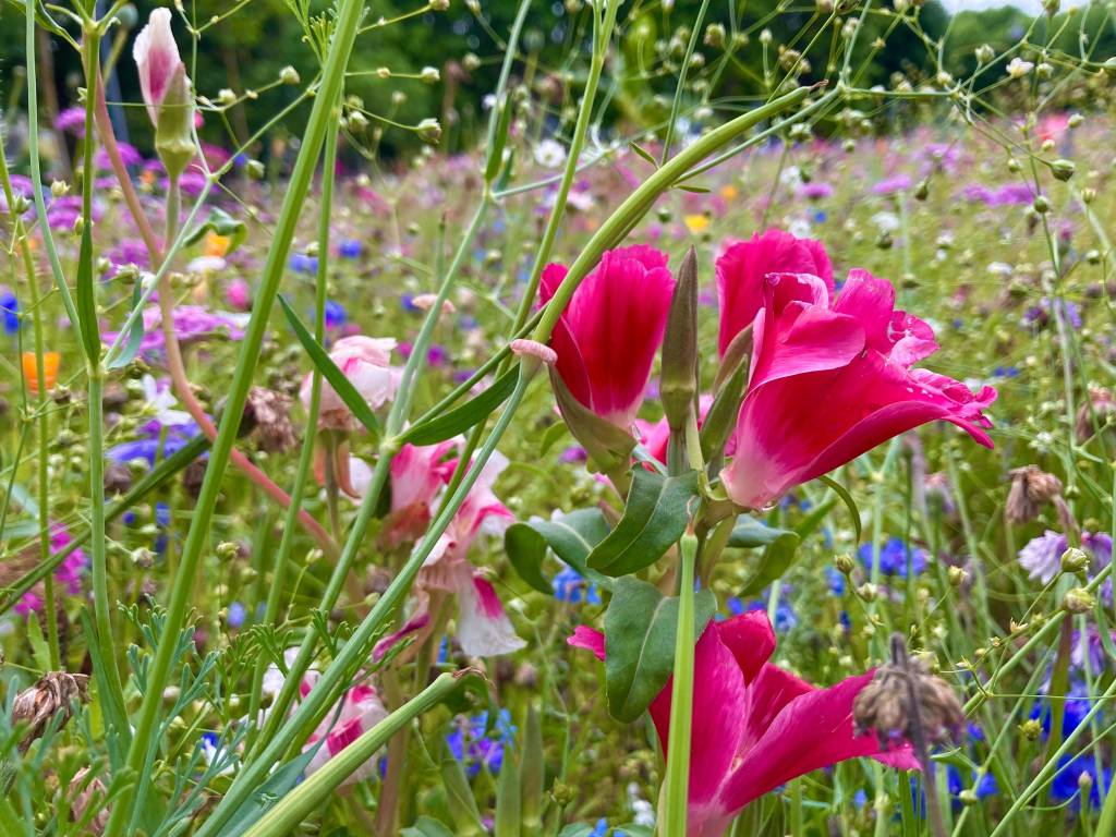 Prato fiorito in rosa