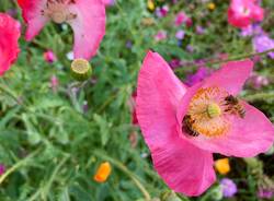 Prato fiorito in rosa