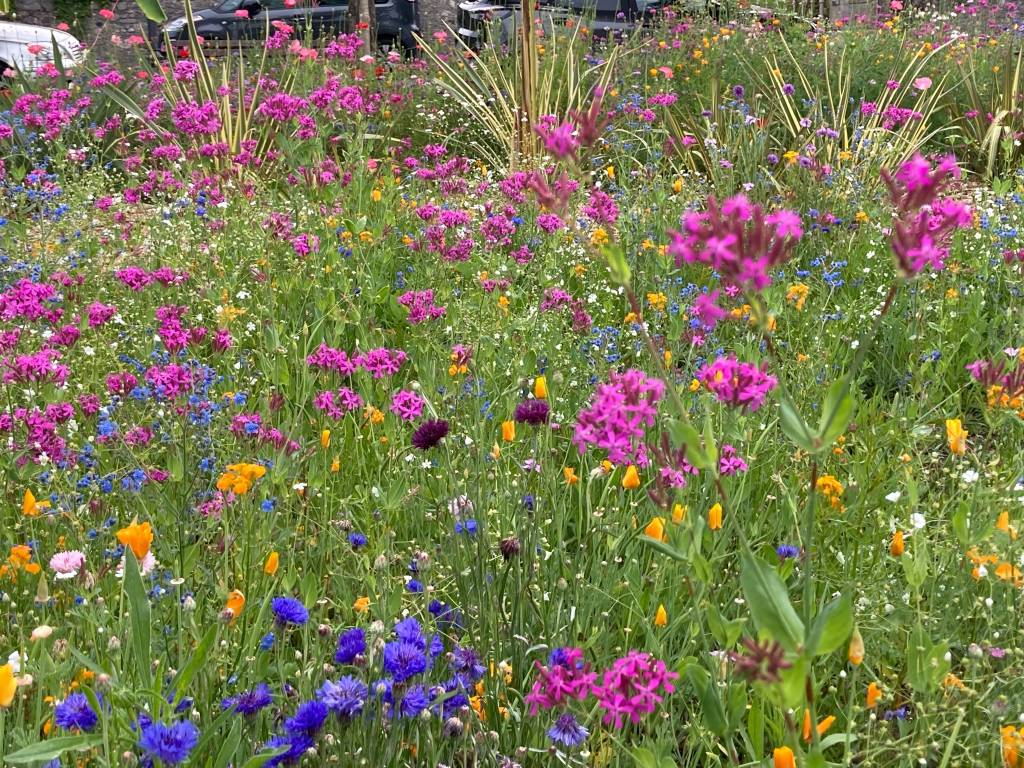 Prato fiorito in rosa