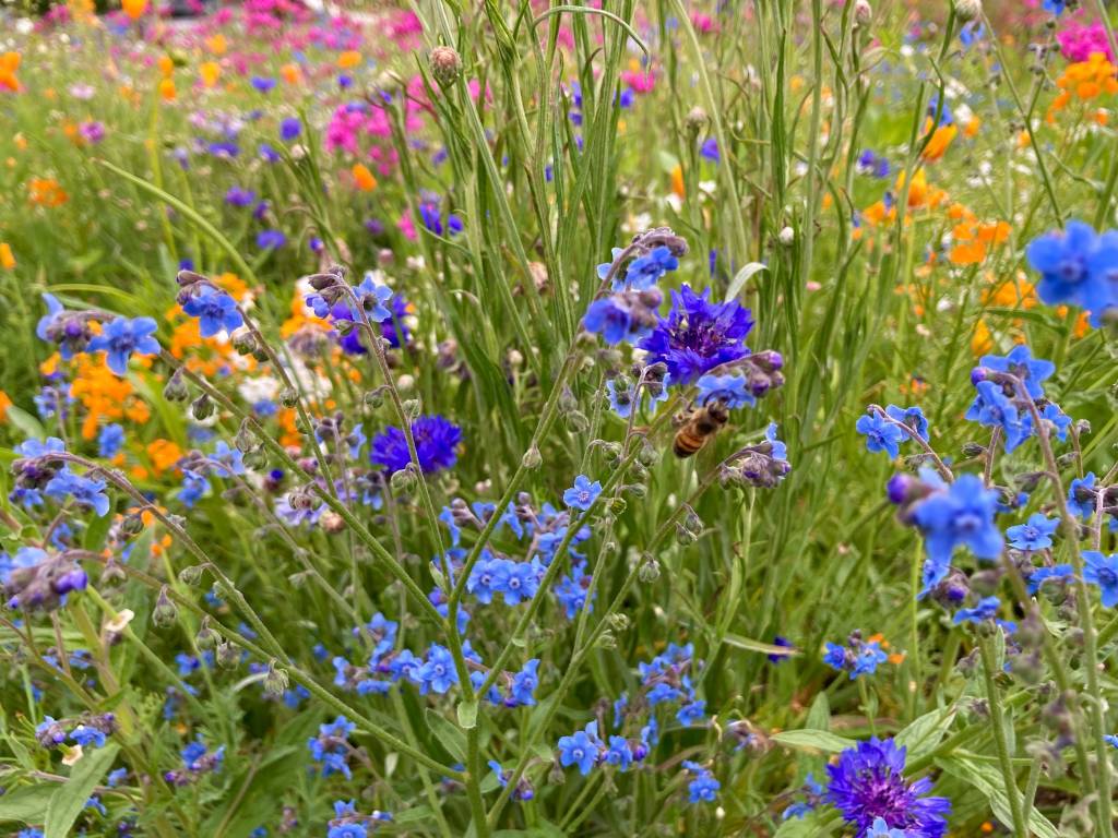 Prato fiorito in rosa