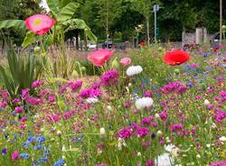 Prato fiorito in rosa