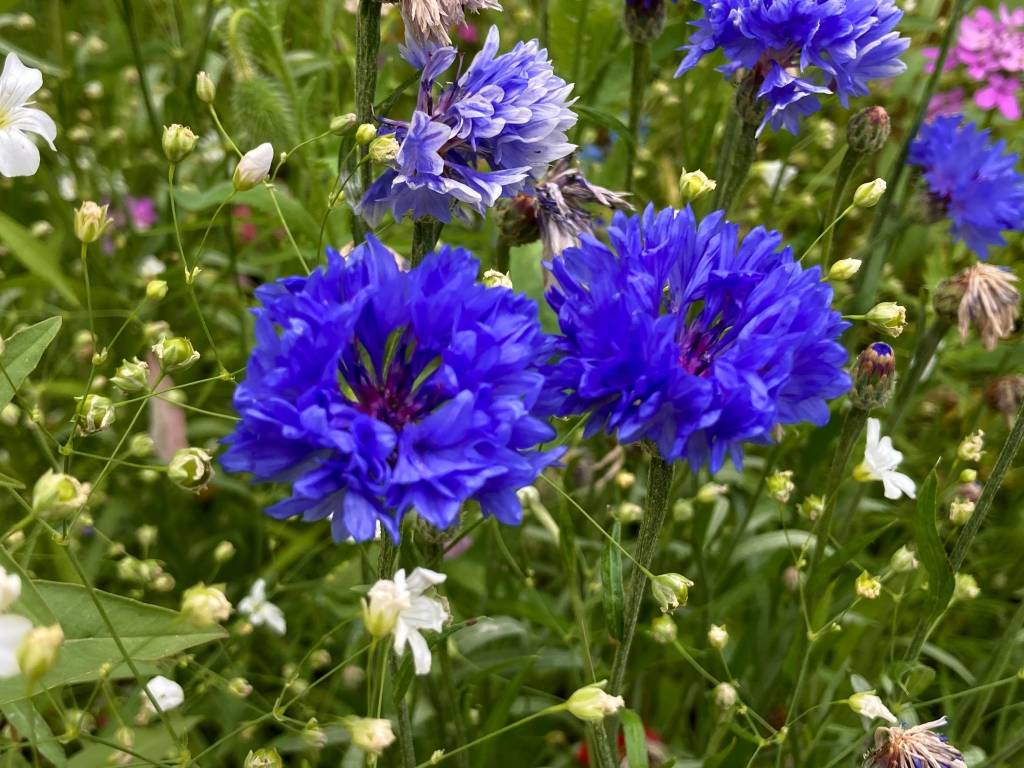 Prato fiorito in rosa