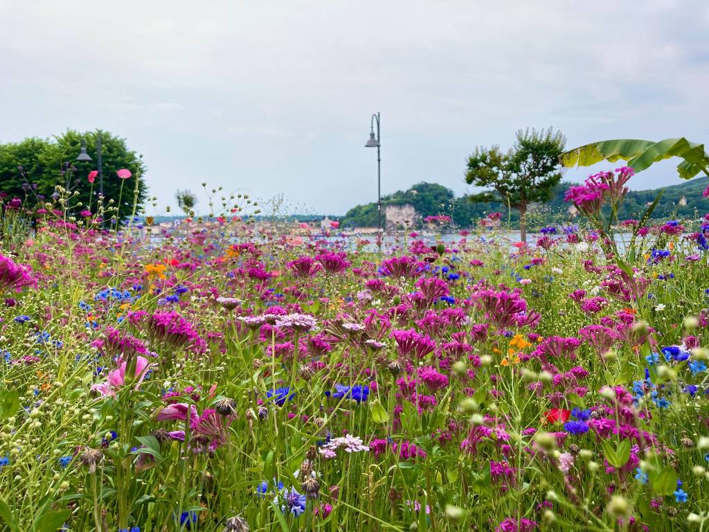 Prato fiorito in rosa