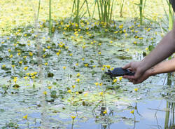 testuggini Villa Pallavicino
