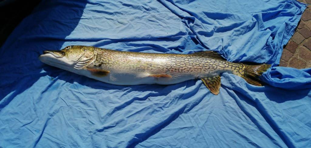 luccio 131 cm pescato ad Arolo