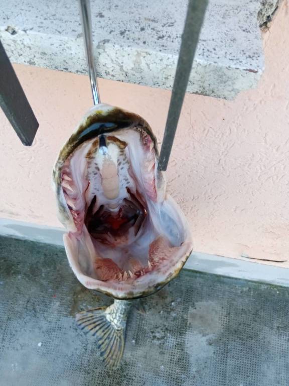 luccio 131 cm pescato ad Arolo