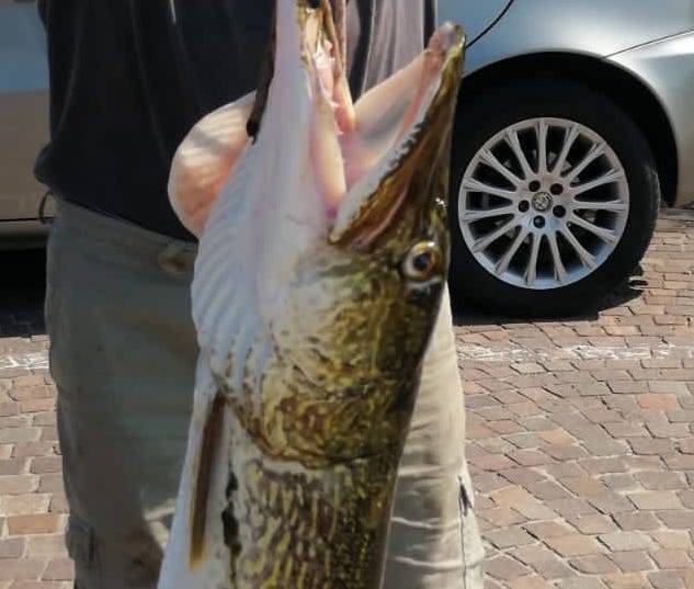 luccio 131 cm pescato ad Arolo