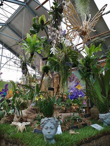 La 15^ edizione di Varese Orchidea da Agricola a Varese