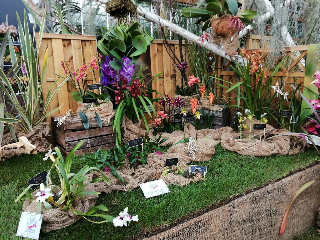 La 15^ edizione di Varese Orchidea da Agricola a Varese