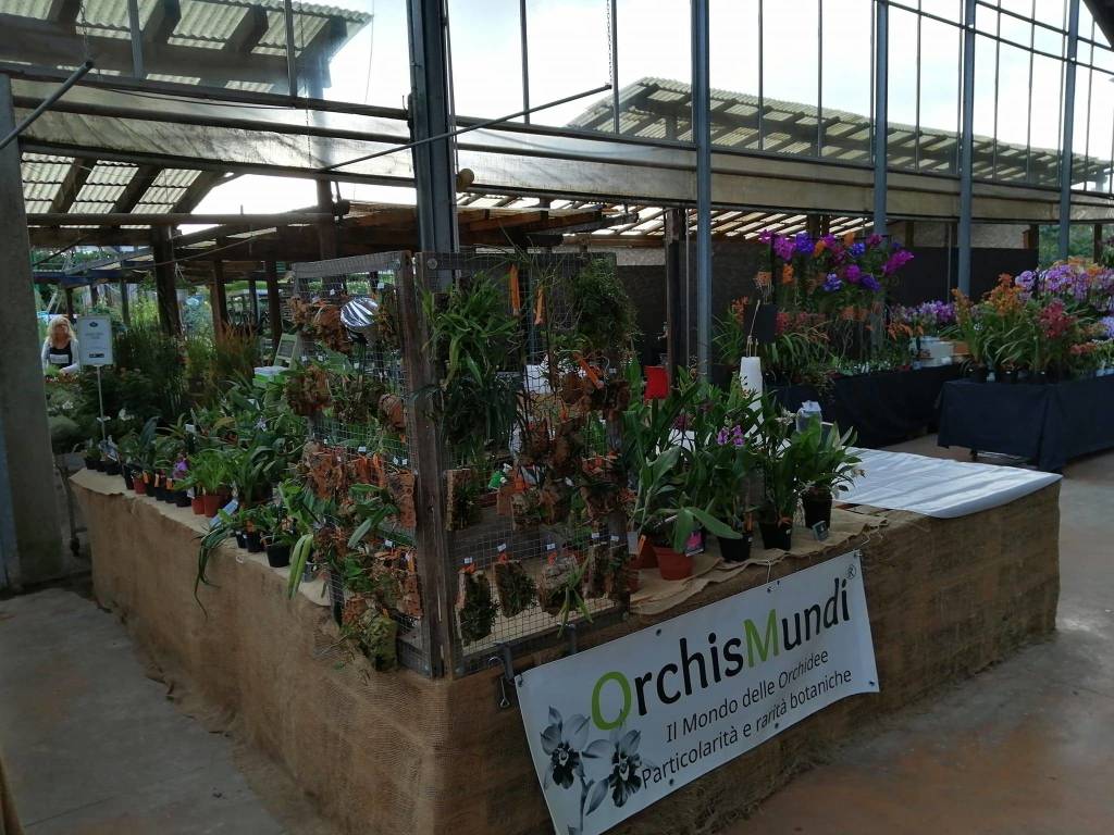 La 15^ edizione di Varese Orchidea da Agricola a Varese