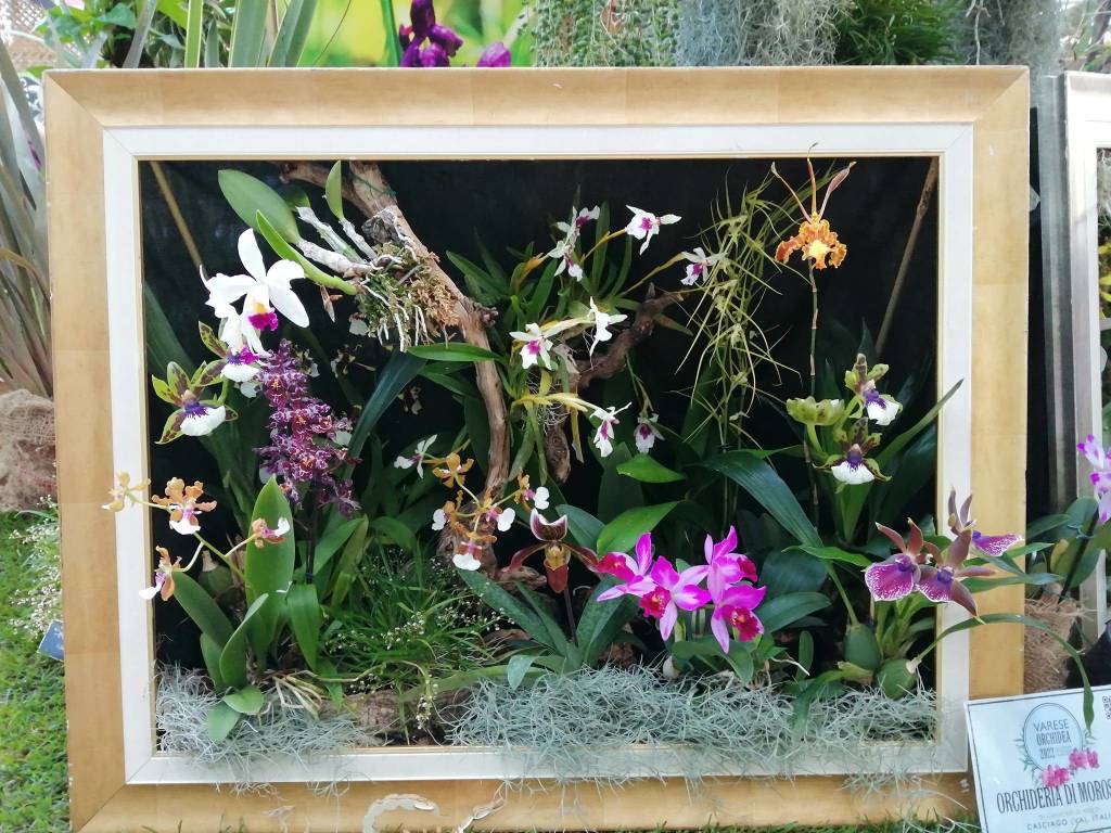 La 15^ edizione di Varese Orchidea da Agricola a Varese