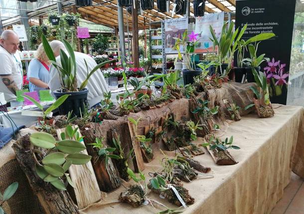 La 15^ edizione di Varese Orchidea da Agricola a Varese