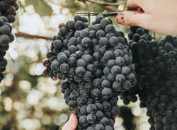 vino, uva, val d'Ossola