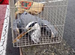 Airone salvato ad Arona