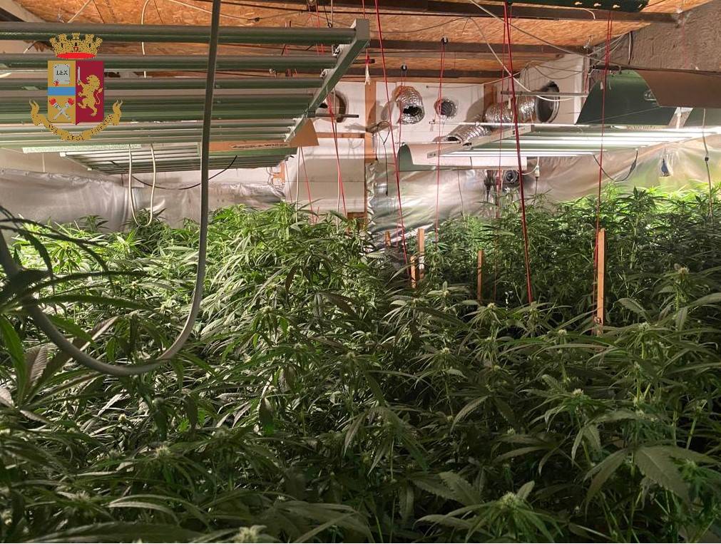 La fattoria della marijuana a Cassano Valcuvia