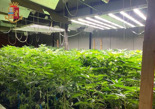 La fattoria della marijuana a Cassano Valcuvia